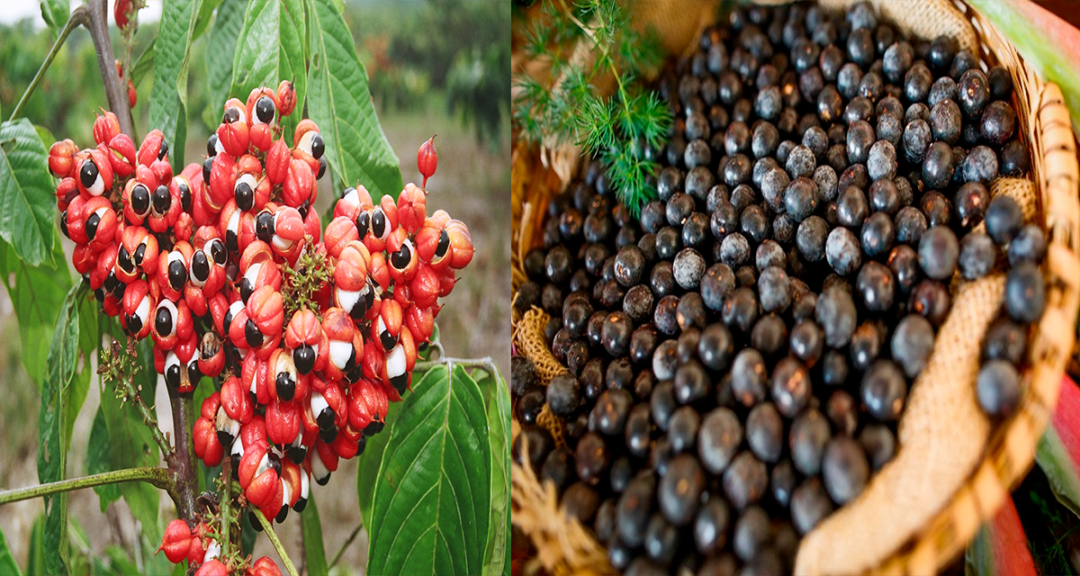 Pesquisa aponta guaraná e açaí como produtos antienvelhecimento