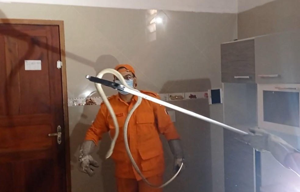 Cobra agressiva é encontrada dentro de fogão em casa; veja