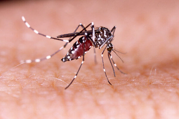 Dengue outbreak in Brazil is part of increase on a global scale, says WHO