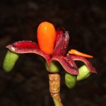 Nova planta nativa da amazôniq