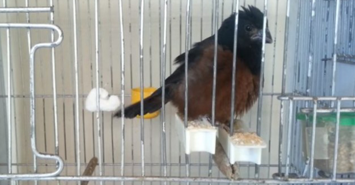 Jovem é preso por crime ambiental em Carauari, município do interior do Amazonas