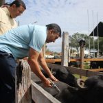 Vacinação contra febre aftosa