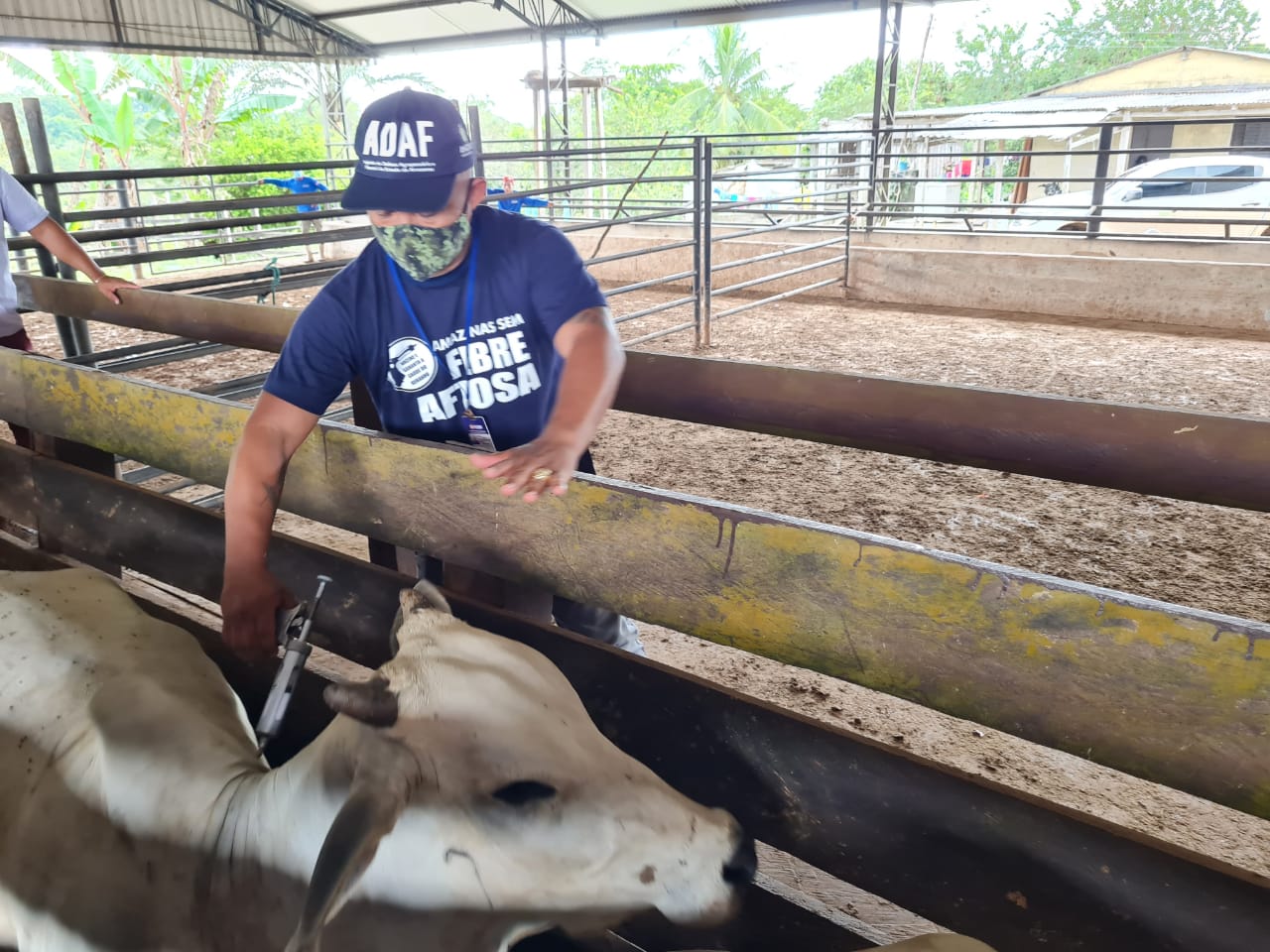 Campanha de vacinação contra Febre Aftosa iniciará dia 15/03