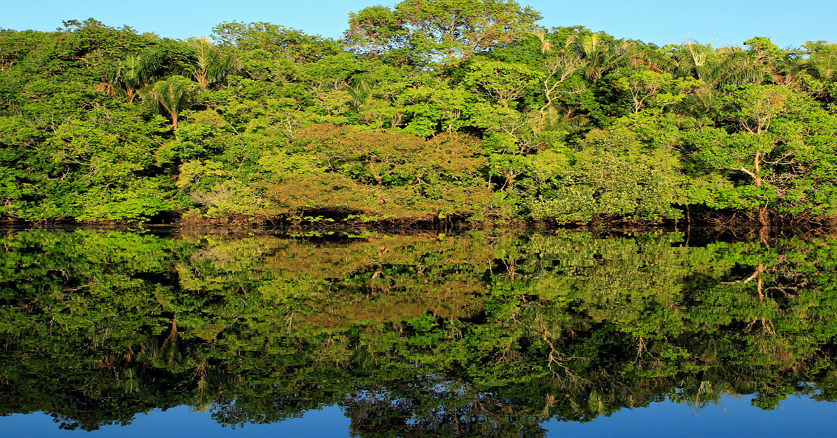 Amazônia perde capacidade de recuperação e pode mudar características; diz estudo