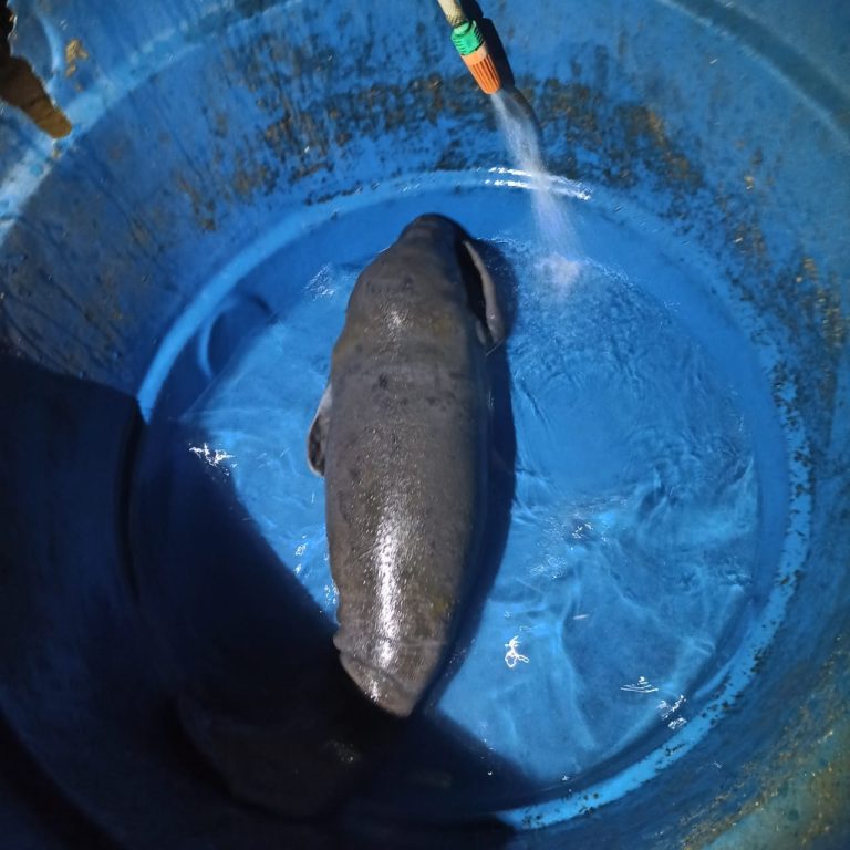 PMAM resgata filhote de peixe-boi em Parintins