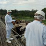 Adaf promove palestra remota