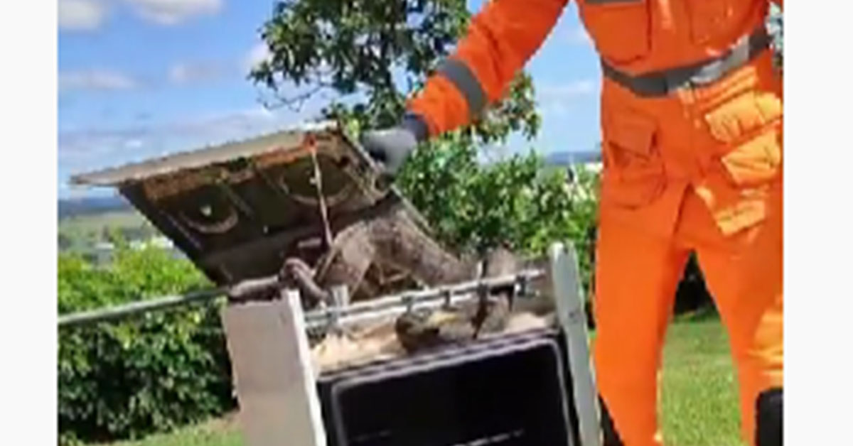 Vídeo: mulher encontra cobra de dois metros em fogão