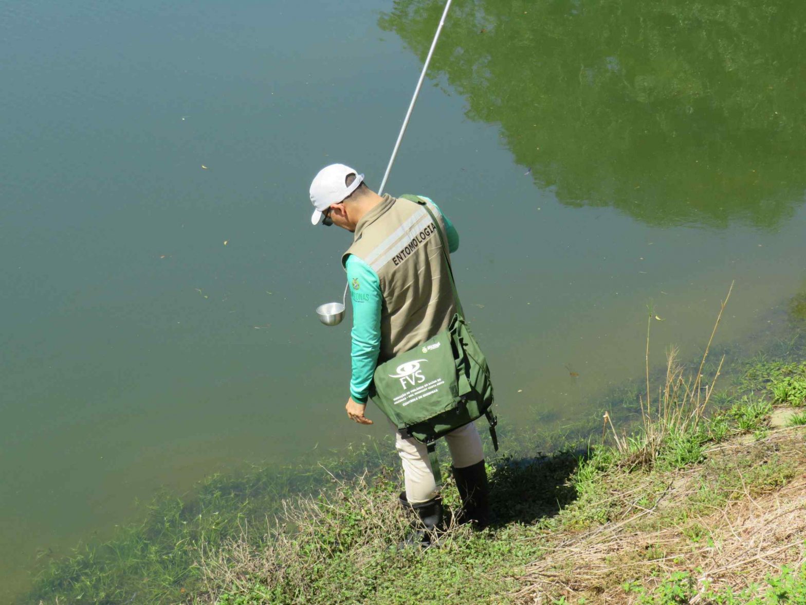 Captura de larvas para análise de vetor e contenção da malária é feita no AM