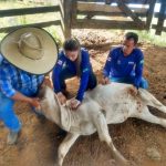 Vacinação contra brucelose
