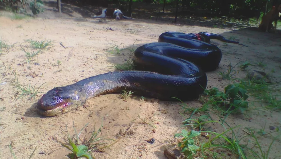 Lenda Amazônica: Cobra Grande, a devoradora de gente nos rios - Portal Em  Tempo