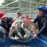 Entrega de pescado em Novo Airão