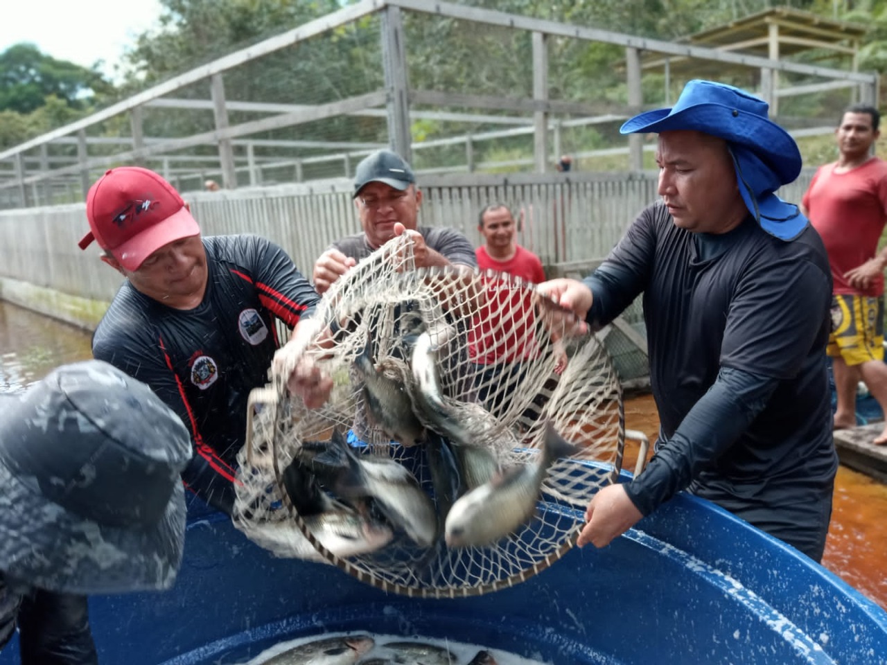 Entrega de pescado em Novo Airão