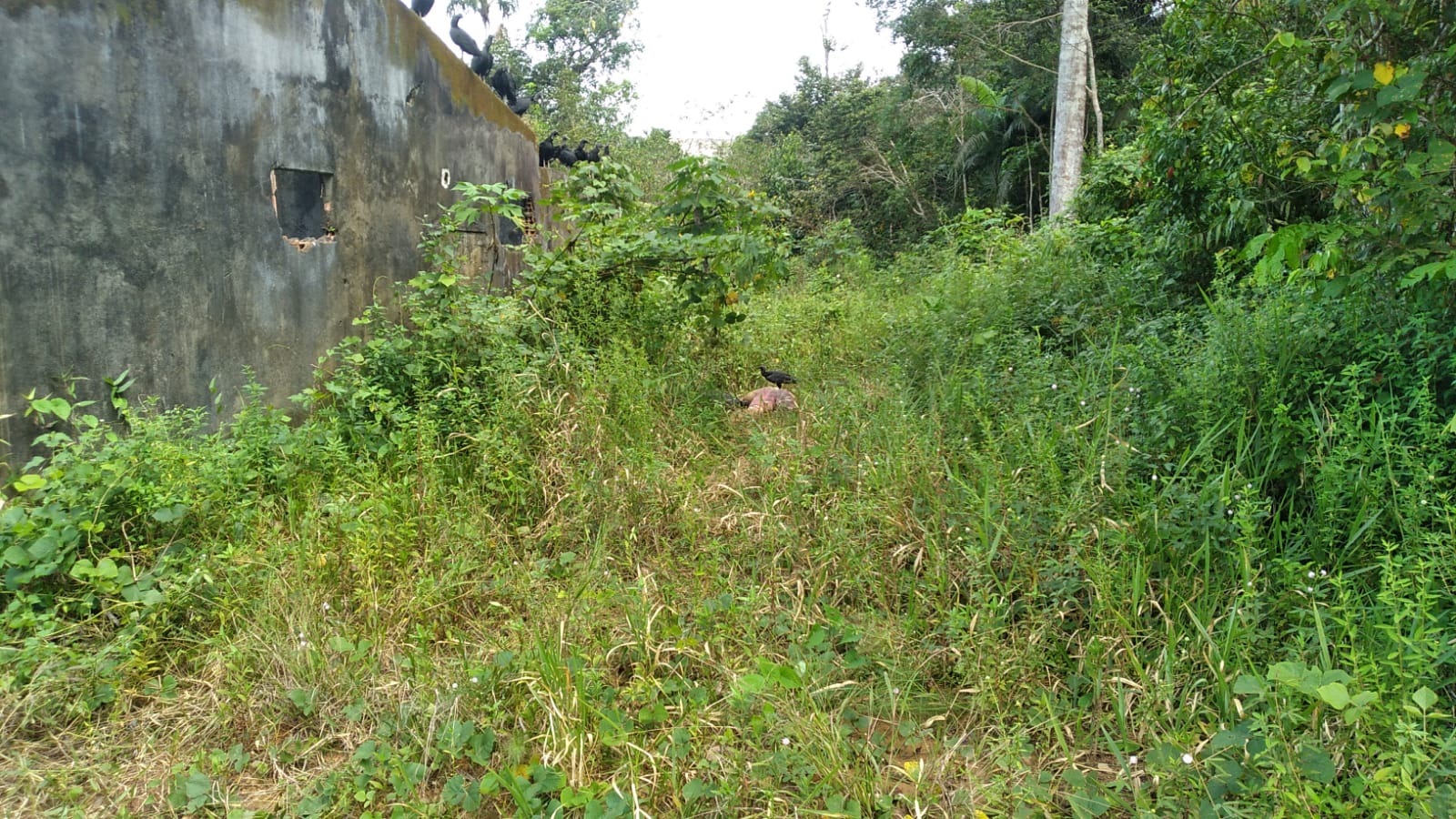 Corpo em estado de decomposição é encontrado em ramal no Tarumã