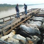 Trânsito de animais