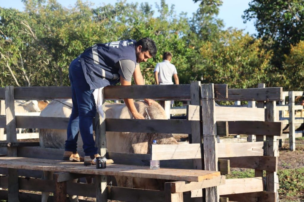 Amazonas Sem Febre Aftosa