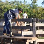 Amazonas Sem Febre Aftosa