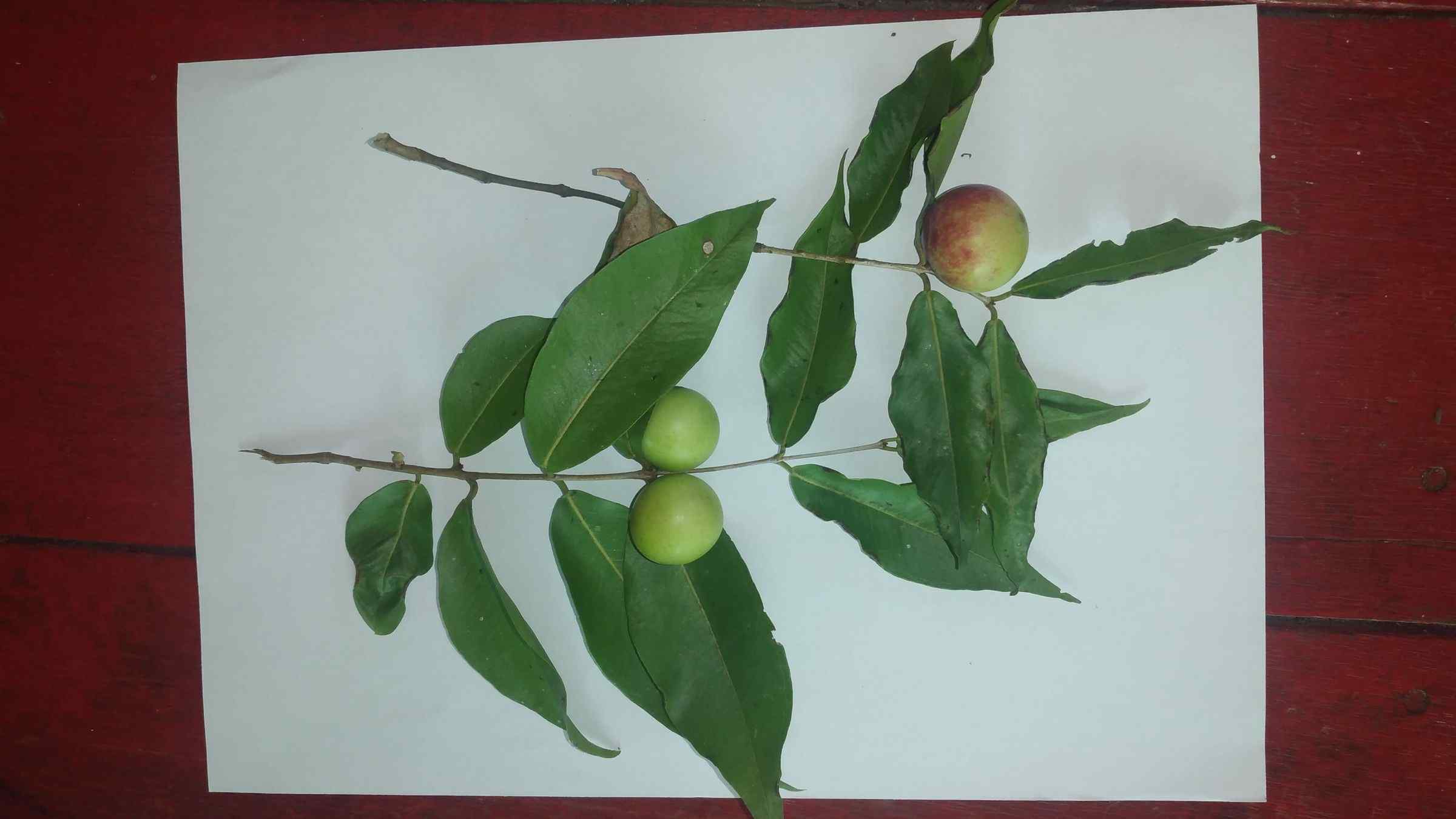 Pesquisa mapeia plantas medicinais em comunidades tradicionais do Médio Solimões