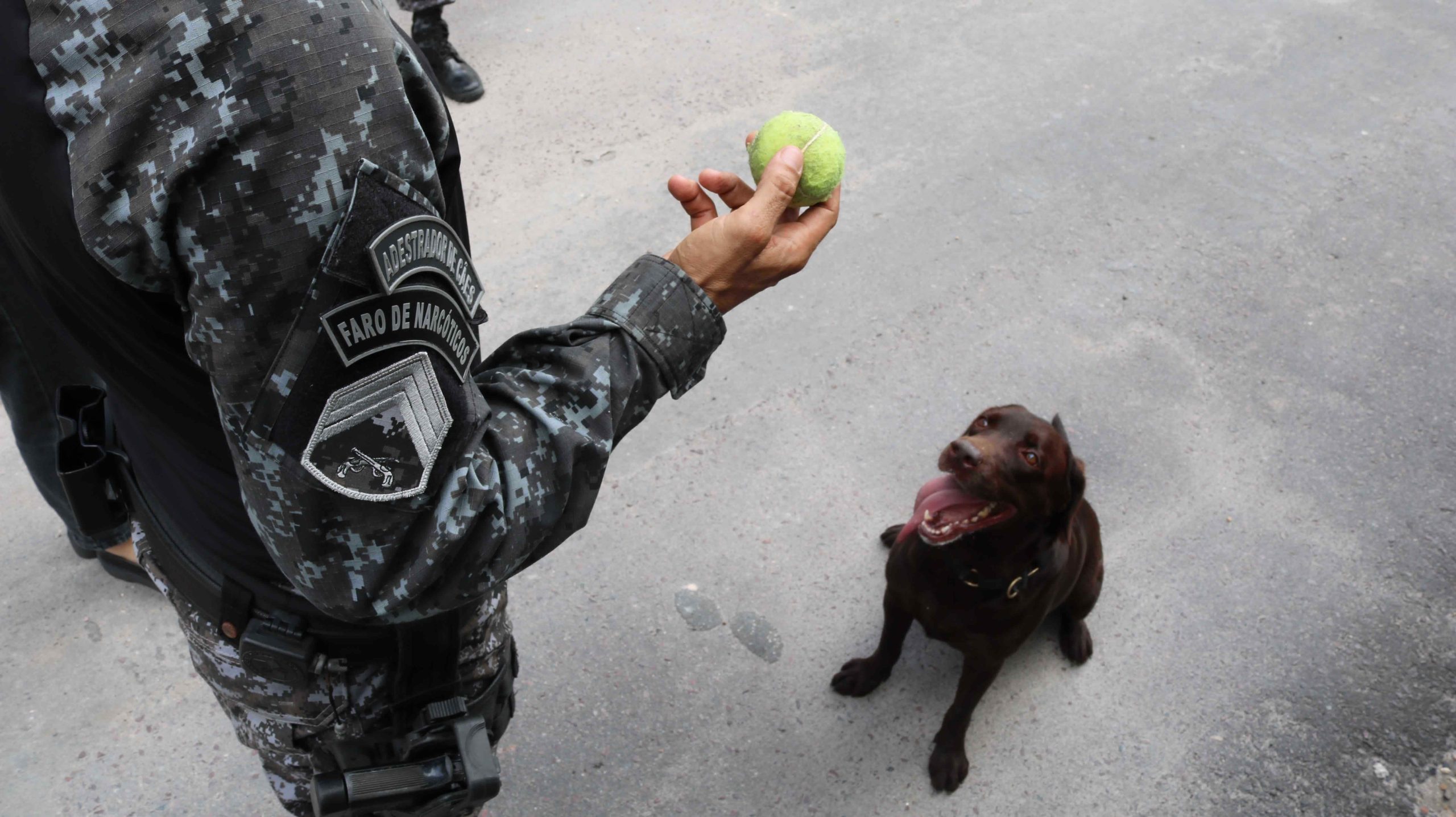Cães policiais atuam em ocorrências e auxiliam na apreensão de materiais ilícitos no AM