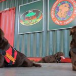 Cães do Corpo de Bombeiros