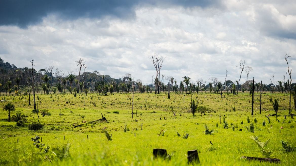 Desmatamento na Amazônia impacta diretamente o clima no planeta, dizem pesquisadores