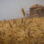 Colheita de trigo