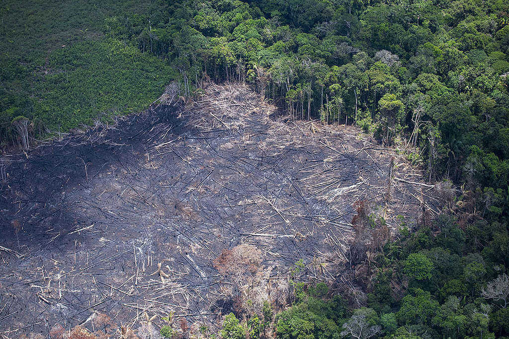 Colniza registra maior área contínua desmatada na Amazônia em 2022 :  Instituto Centro de Vida