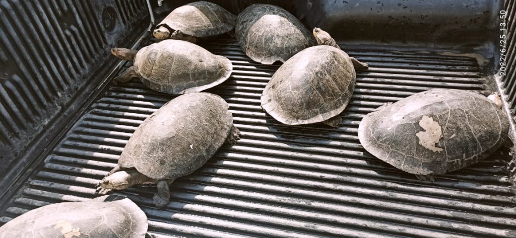 Apreensão de tracajás no Amazonas