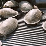 Apreensão de tracajás no Amazonas