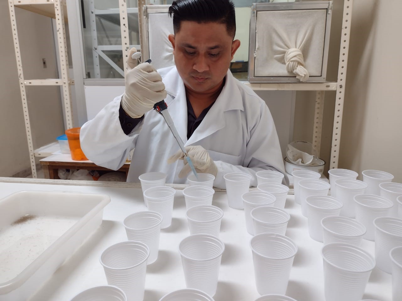 INPA estuda ação de bacterias amazonicas contra dengue e malária