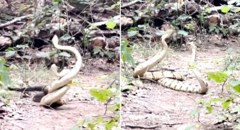 Lenda Amazônica: Cobra Grande, a devoradora de gente nos rios - Portal Em  Tempo