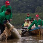 manejadores de Pirarucu