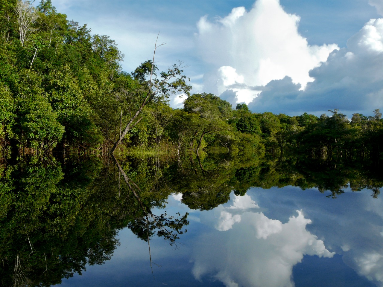 O Fundo Amazônia ajuda na preservação da região