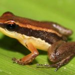 Novas espécies de sapos descobertas na Amazônia