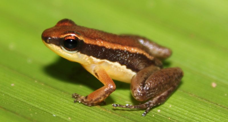 Novas espécies de sapos descobertas na Amazônia
