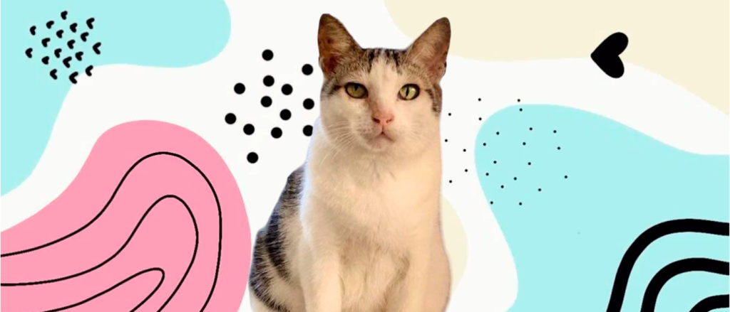 Gatinha Lily precisa de ajuda