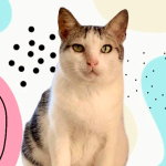 Gatinha Lily precisa de ajuda