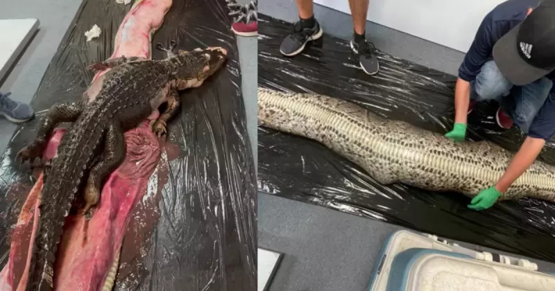 A verdade por trás do vídeo que mostra um 'esqueleto de cobra gigante' –  Metro World News Brasil