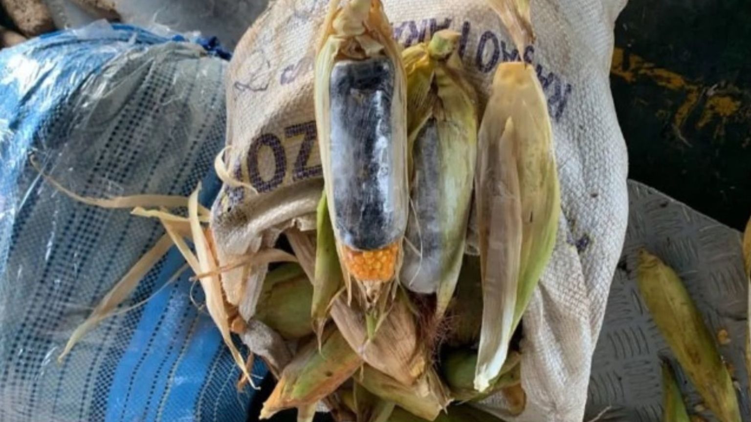Casal é preso transportando drogas em macaxeiras e milhos no interior do Amazonas