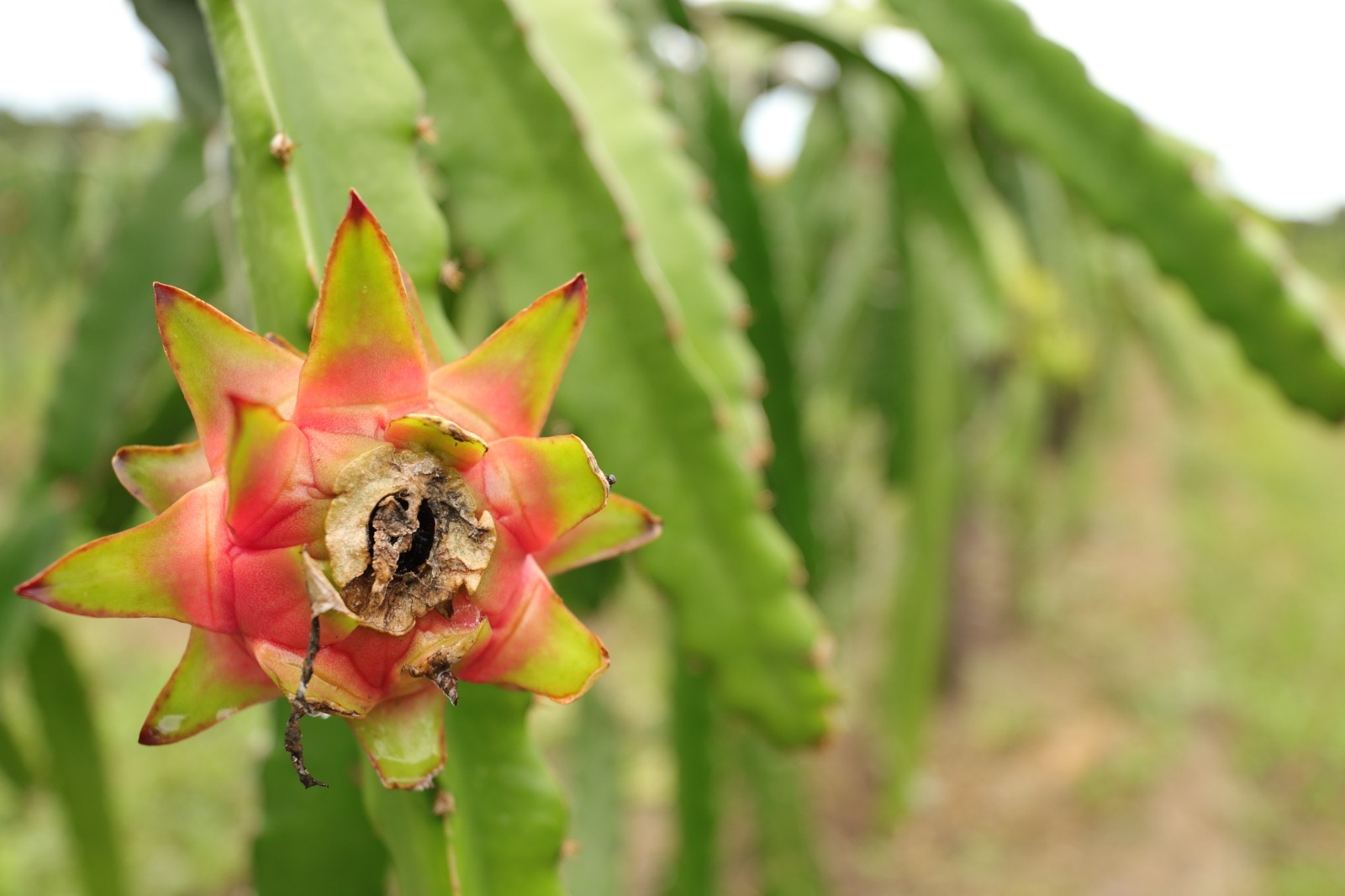 Producers can make Manaus the national capital of dragon fruit