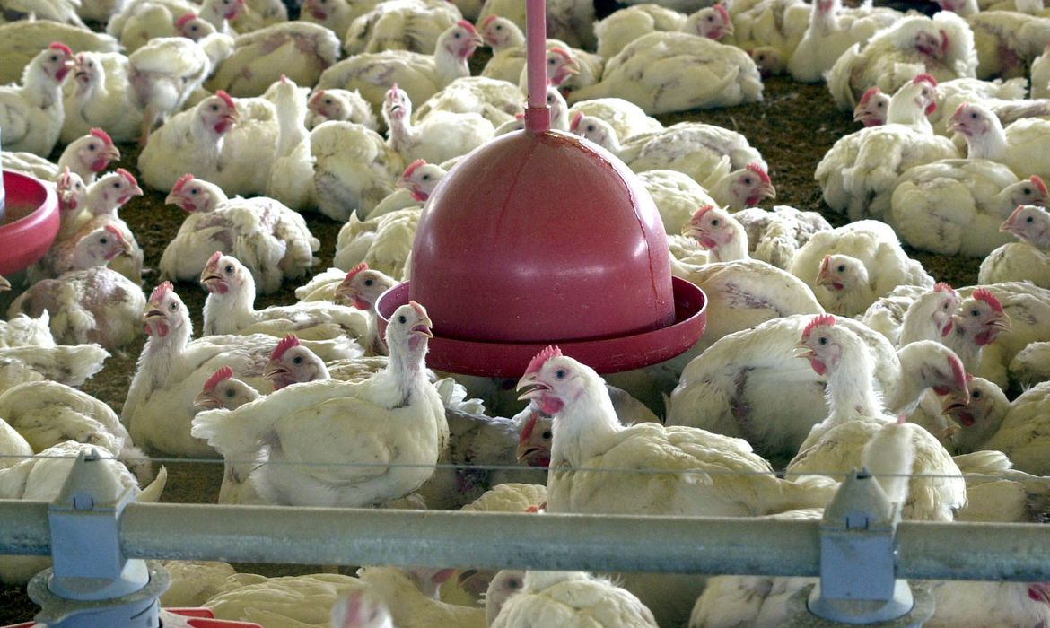 OMS confirma primeira morte por gripe aviária no mundo 