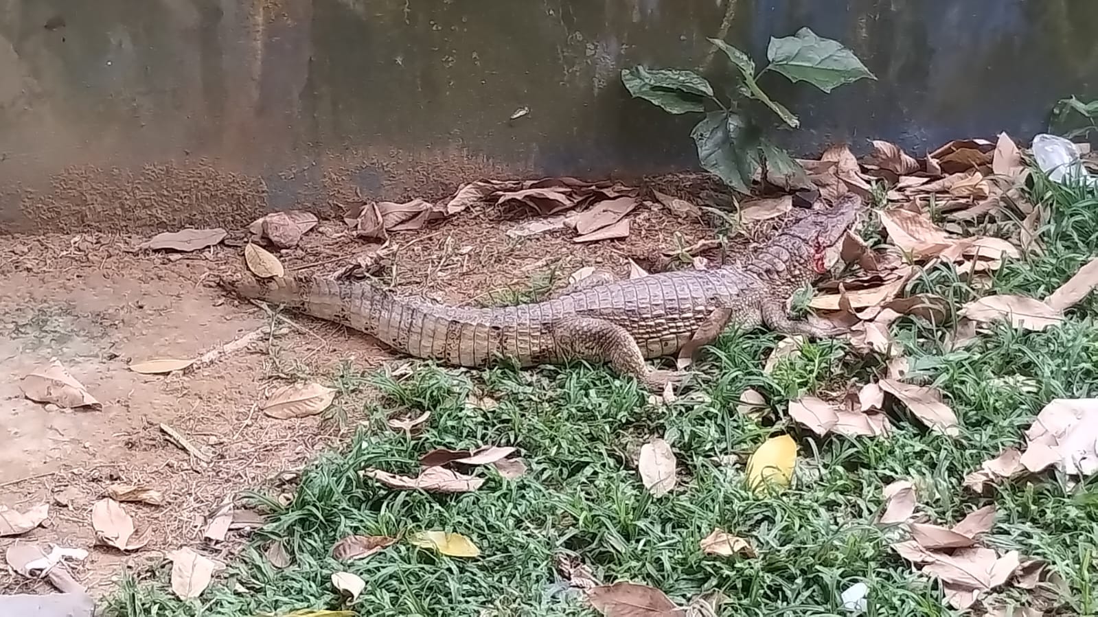 Jacaré de quase 1 metro é resgatado na praia da Ponta Negra, em Manaus