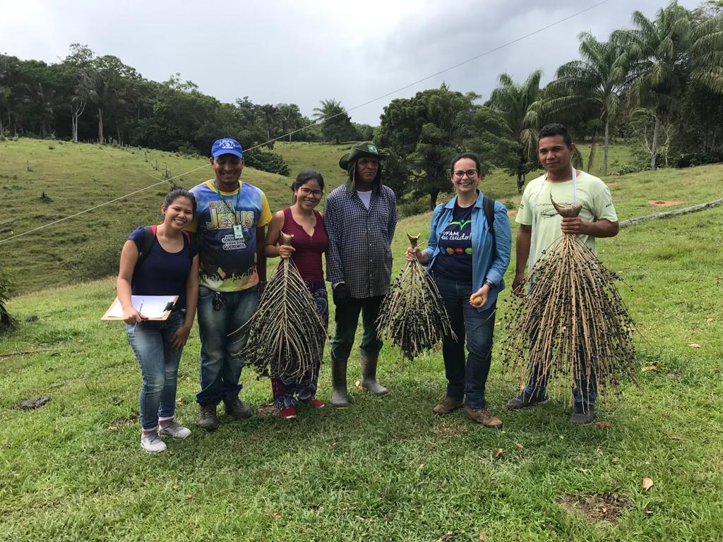 With the support of the State Government, research analyzes species of açaí found in the Amazon