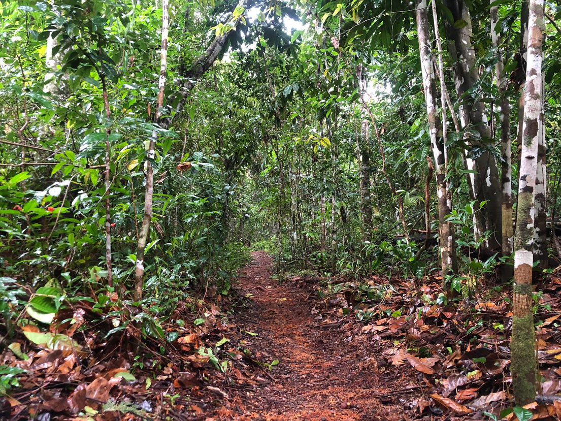 Airão Velho ganha nova trilha para visitação turística da Cachoeira de São Domingos