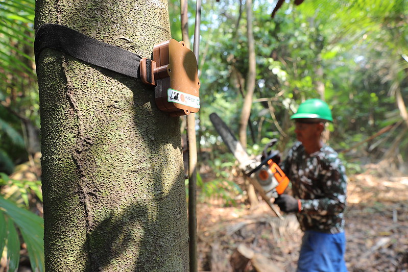“Curupira”: UEA creates device that identifies sounds of deforestation