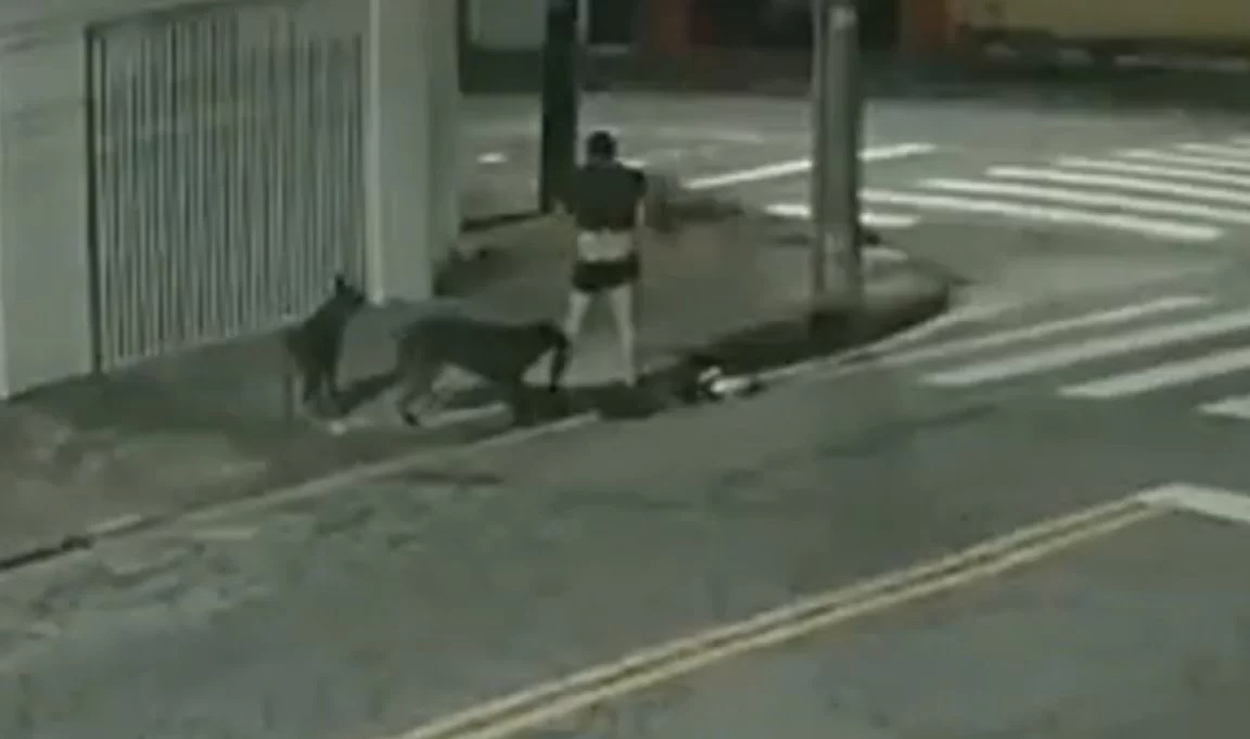 Homem é atacado por cachorros e acaba só de cueca na rua veja o vídeo Portal Em Tempo