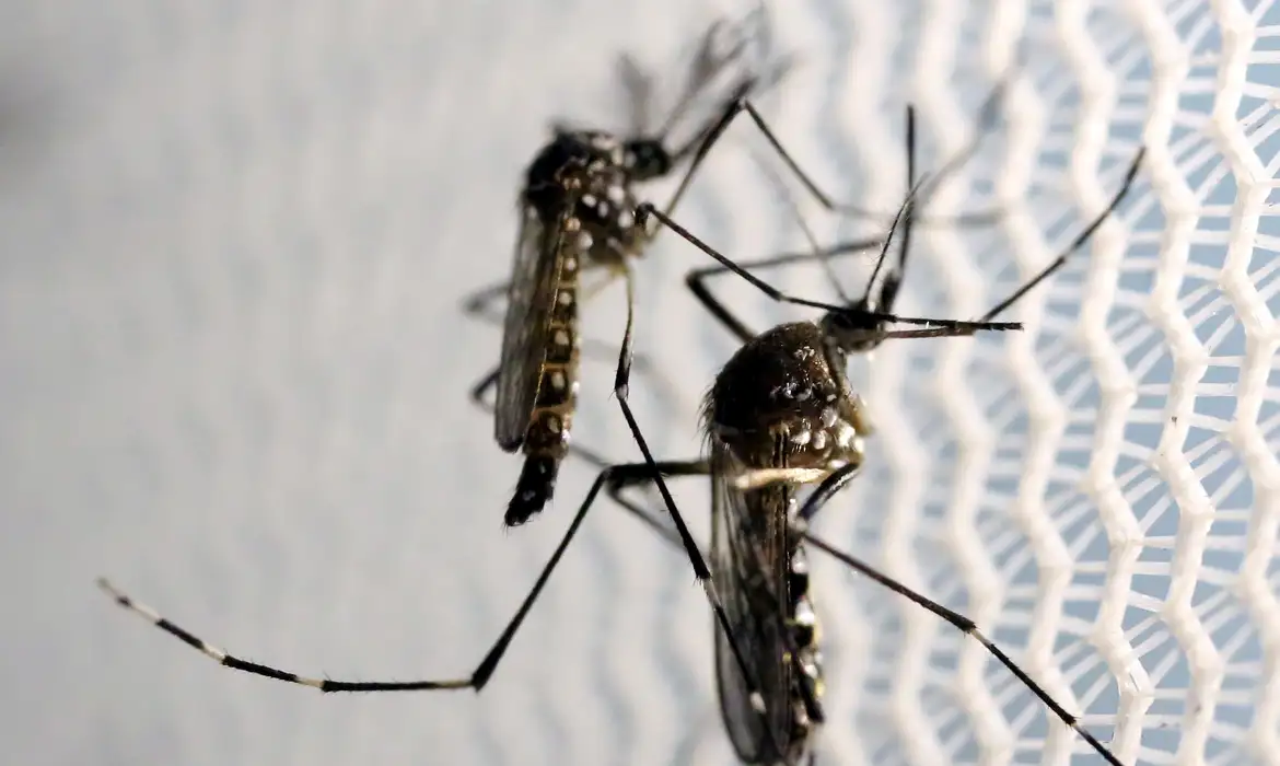Sunday is National Day to Combat Aedes Aegypti