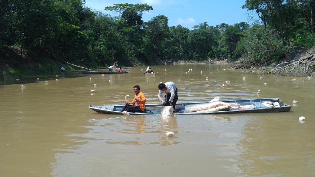 Em meio a seca, Povo Paumari dá exemplo de união no manejo do pirarucu no Amazonas