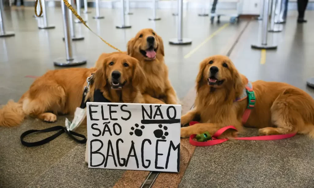 Atualmente, cães de grande porte são colocados em uma caixa de transporte e levados em um compartimento localizado no porão da aeronave