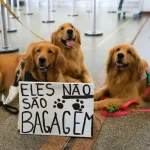 Atualmente, cães de grande porte são colocados em uma caixa de transporte e levados em um compartimento localizado no porão da aeronave