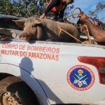 Equipes já atuaram em ações de busca e resgate de pessoas e animais